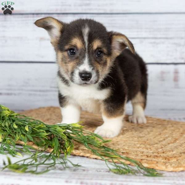 Wilbur, Pembroke Welsh Corgi Puppy